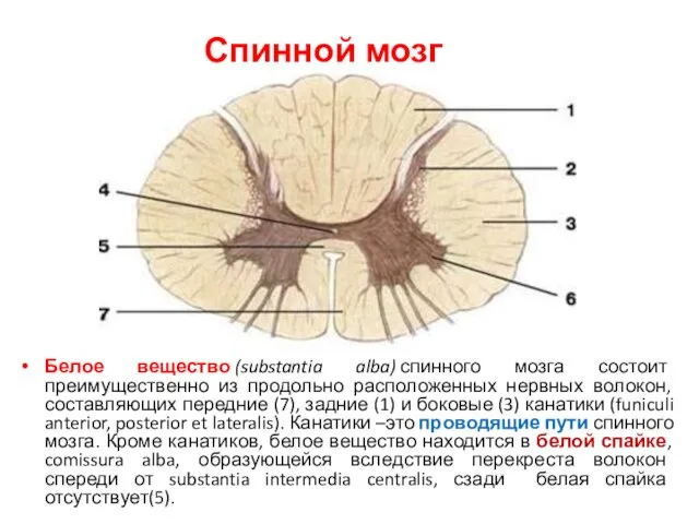 Спинной мозг Белое вещество (substantia alba) спинного мозга состоит преимущественно из