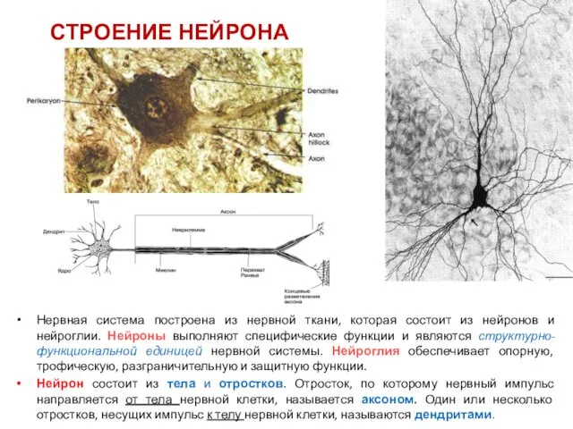 СТРОЕНИЕ НЕЙРОНА Нервная система построена из нервной ткани, которая состоит из