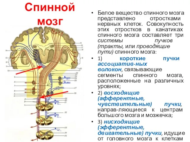 Спинной мозг Белое вещество спинного мозга представлено отростками нервных клеток. Совокупность