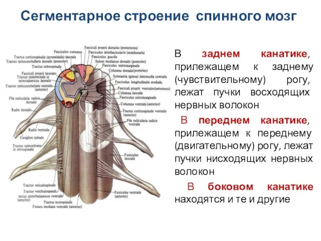 В заднем канатике, прилежащем к заднему (чувствительному) рогу, лежат пучки восходящих