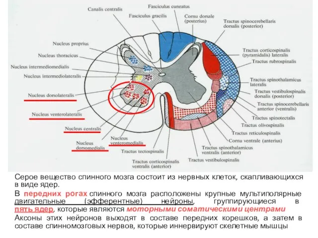 Серое вещество спинного мозга состоит из нервных клеток, скапливающихся в виде