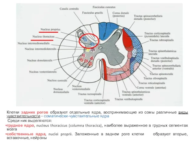 Клетки задних рогов образуют отдельные ядра, воспринимающие из сомы различные виды