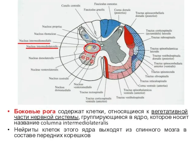 Боковые рога содержат клетки, относящиеся к вегетативной части нервной системы, группирующиеся