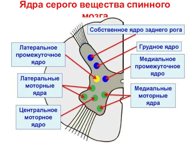 Ядра серого вещества спинного мозга