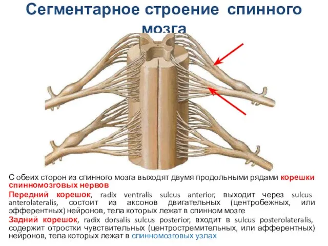 Сегментарное строение спинного мозга С обеих сторон из спинного мозга выходят