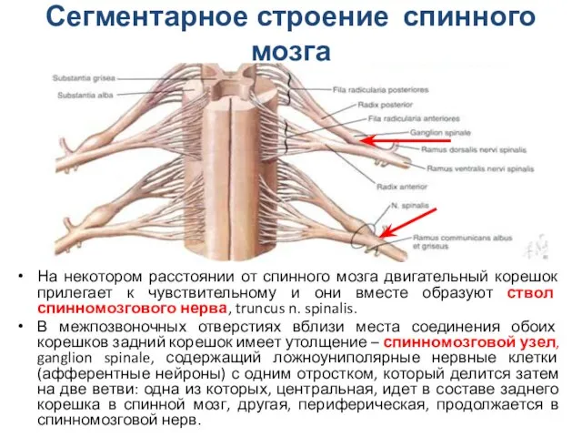 Сегментарное строение спинного мозга На некотором расстоянии от спинного мозга двигательный