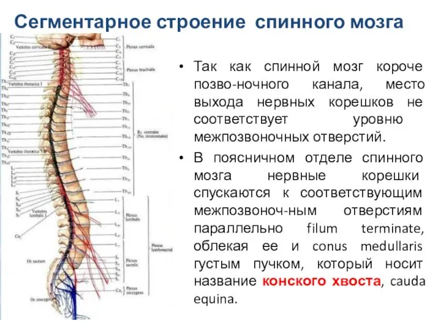 Так как спинной мозг короче позво-ночного канала, место выхода нервных корешков