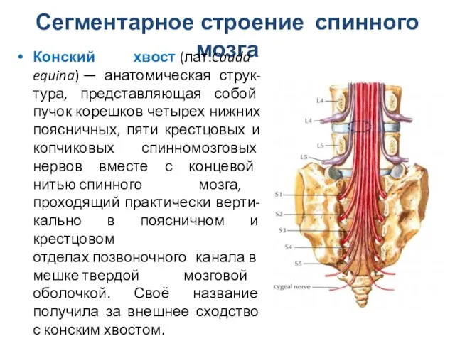 Сегментарное строение спинного мозга Конский хвост (лат.Cauda equina) — анатомическая струк-тура,