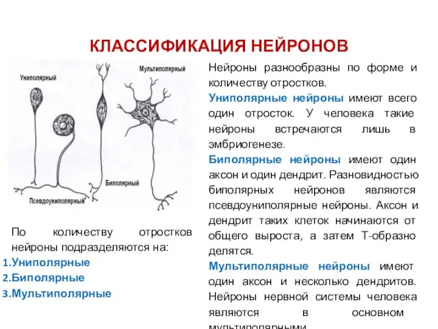 КЛАССИФИКАЦИЯ НЕЙРОНОВ Нейроны разнообразны по форме и количеству отростков. Униполярные нейроны