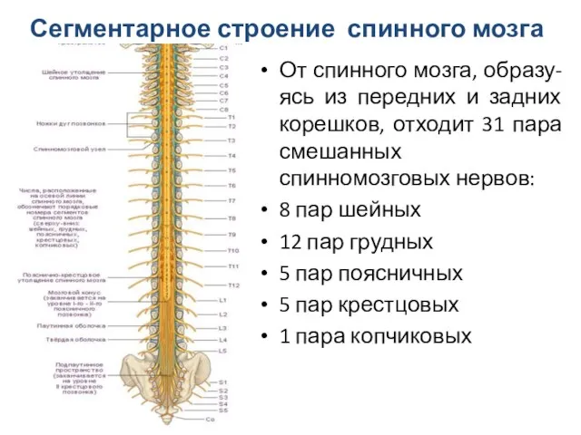 От спинного мозга, образу-ясь из передних и задних корешков, отходит 31