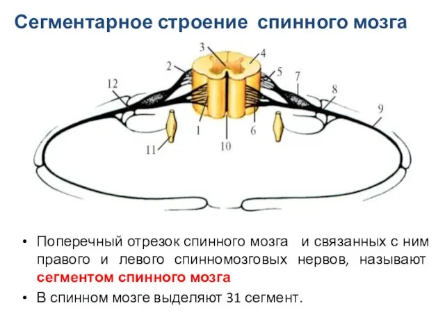 Поперечный отрезок спинного мозга и связанных с ним правого и левого