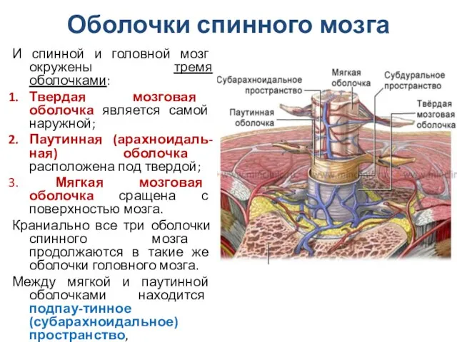 Оболочки спинного мозга И спинной и головной мозг окружены тремя оболочками: