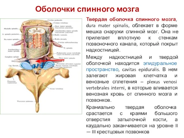 Твердая оболочка спинного мозга, dura mater spinalis, облекает в форме мешка