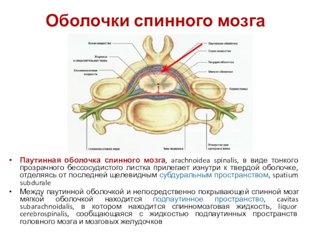 Оболочки спинного мозга Паутинная оболочка спинного мозга, arachnoidea spinalis, в виде