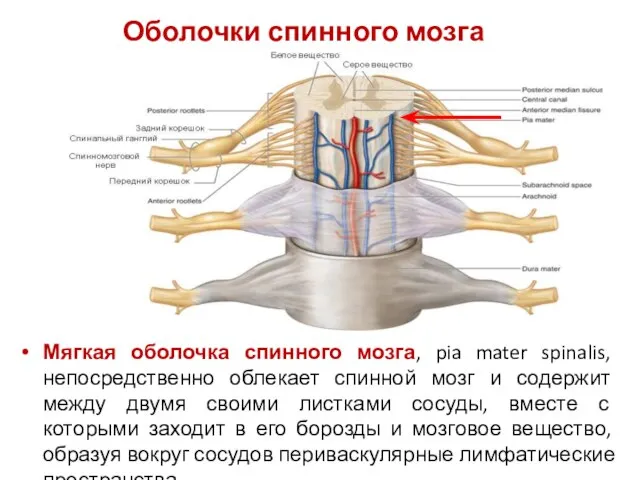 Мягкая оболочка спинного мозга, pia mater spinalis, непосредственно облекает спинной мозг