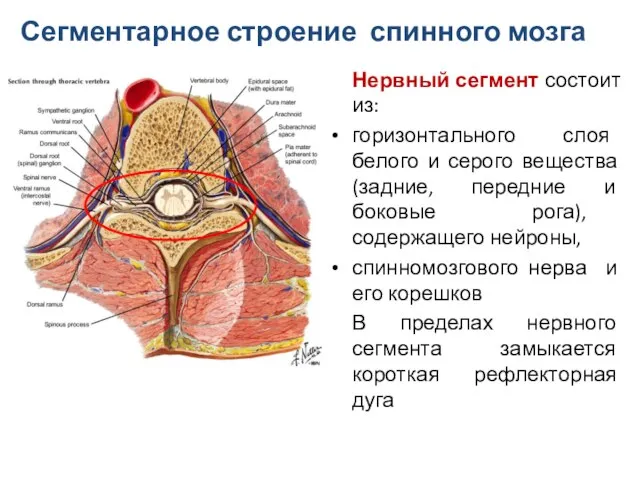 Нервный сегмент состоит из: горизонтального слоя белого и серого вещества (задние,