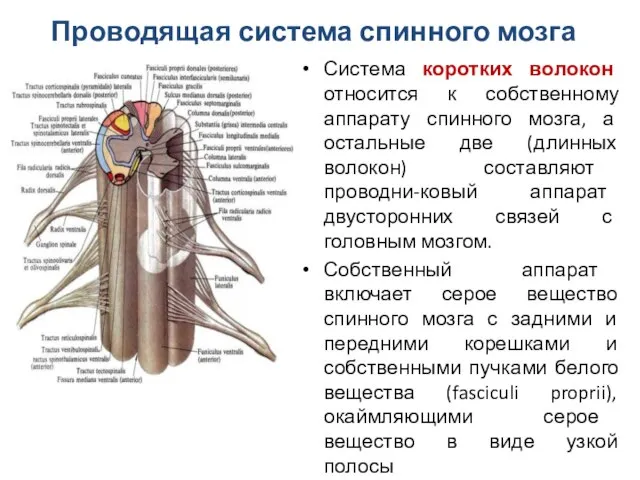 Система коротких волокон относится к собственному аппарату спинного мозга, а остальные