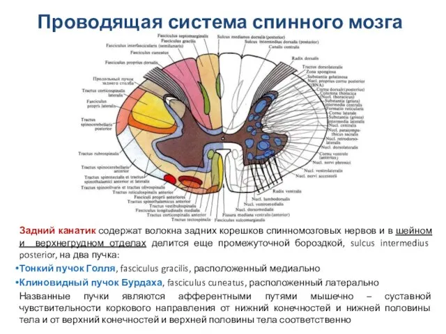 Задний канатик содержат волокна задних корешков спинномозговых нервов и в шейном