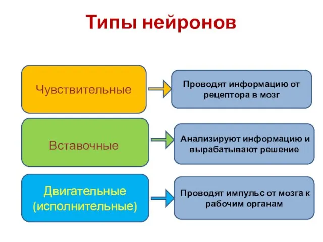 Типы нейронов По структуре и функции различают три типа нейронов: Чувствительные