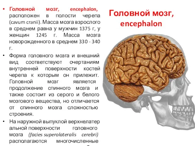 Головной мозг, encephalon Головной мозг, encephalon, расположен в полости черепа (cavum