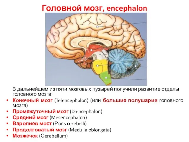 Головной мозг, encephalon В дальнейшем из пяти мозговых пузырей получили развитие