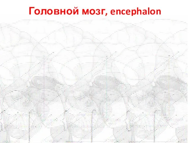 Головной мозг, encephalon