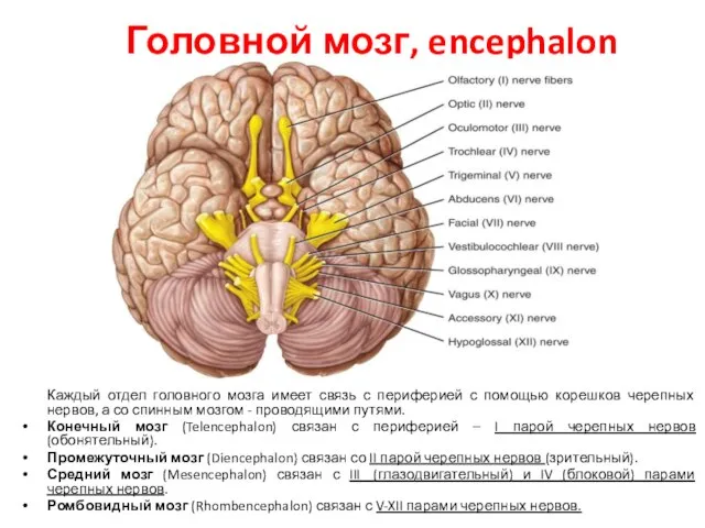 Головной мозг, encephalon Каждый отдел головного мозга имеет связь с периферией