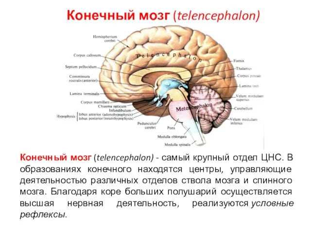 Конечный мозг (telencephalon) Конечный мозг (telencephalon) - самый крупный отдел ЦНС.