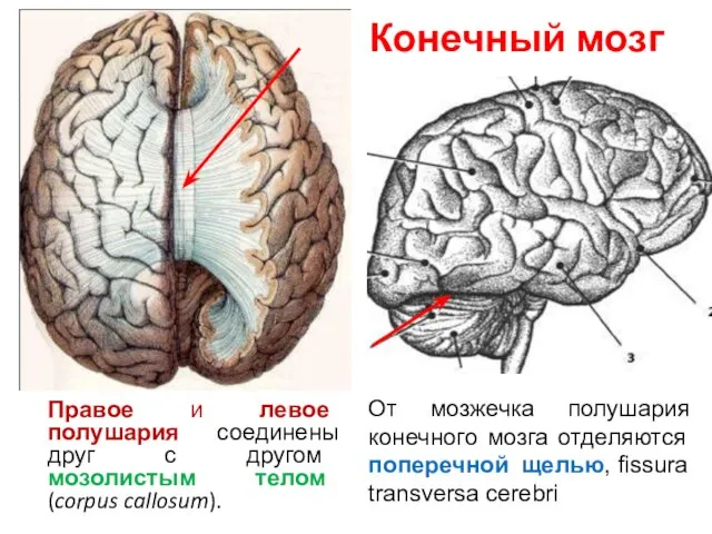 Конечный мозг Правое и левое полушария соединены друг с другом мозолистым