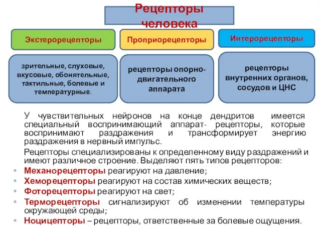 У чувствительных нейронов на конце дендритов имеется специальный воспринимающий аппарат- рецепторы,