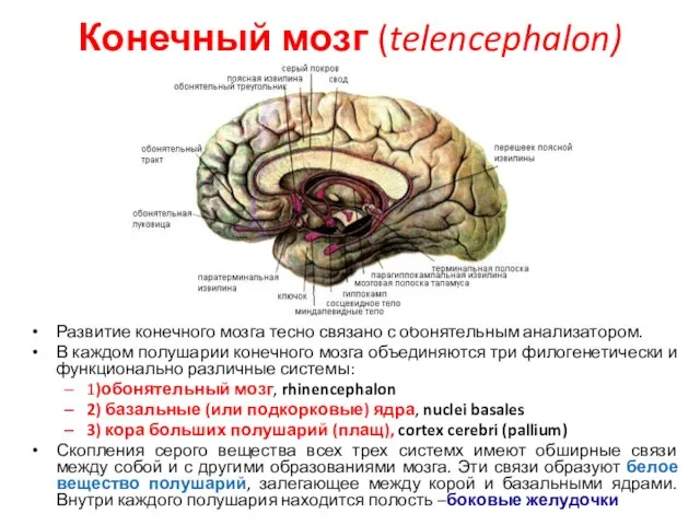 Конечный мозг (telencephalon) Развитие конечного мозга тесно связано с обонятельным анализатором.