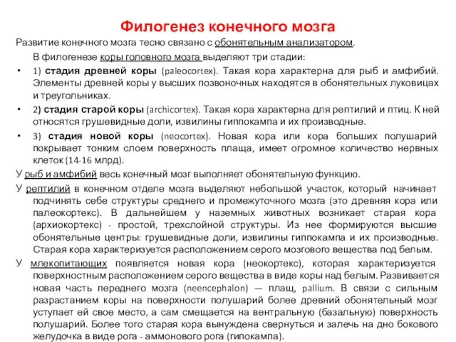 Филогенез конечного мозга Развитие конечного мозга тесно связано с обонятельным анализатором.