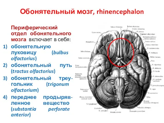 Обонятельный мозг, rhinencephalon Периферический отдел обонятельного мозга включает в себя: обонятельную