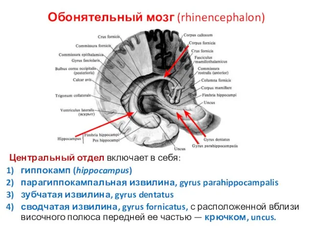 Обонятельный мозг (rhinencephalon) Центральный отдел включает в себя: гиппокамп (hippocampus) парагиппокампальная