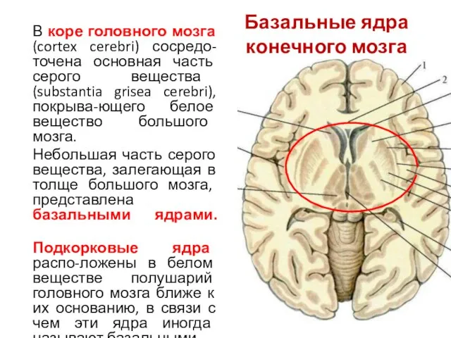 Базальные ядра конечного мозга В коре головного мозга (cortex cerebri) сосредо-точена