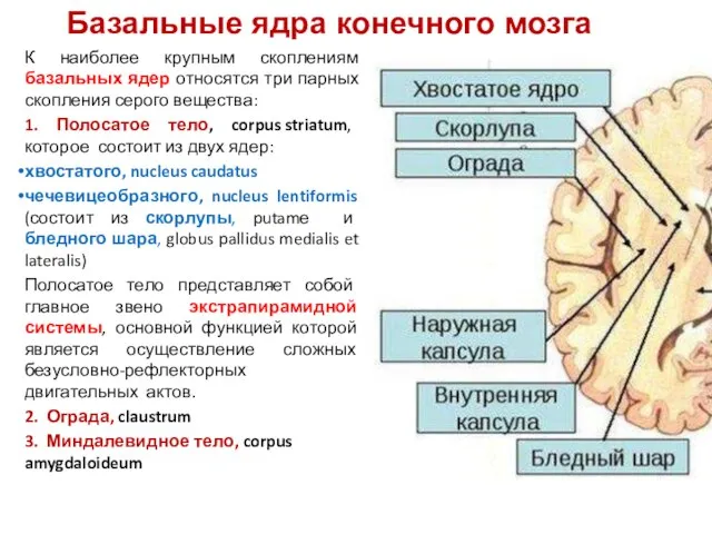 К наиболее крупным скоплениям базальных ядер относятся три парных скопления серого