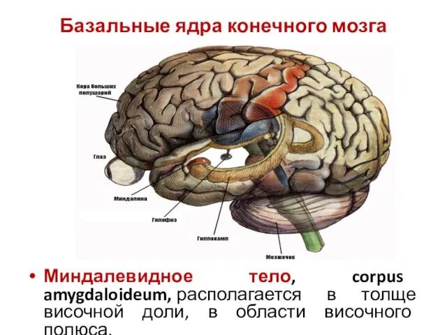 Базальные ядра конечного мозга Миндалевидное тело, corpus amygdaloideum, располагается в толще