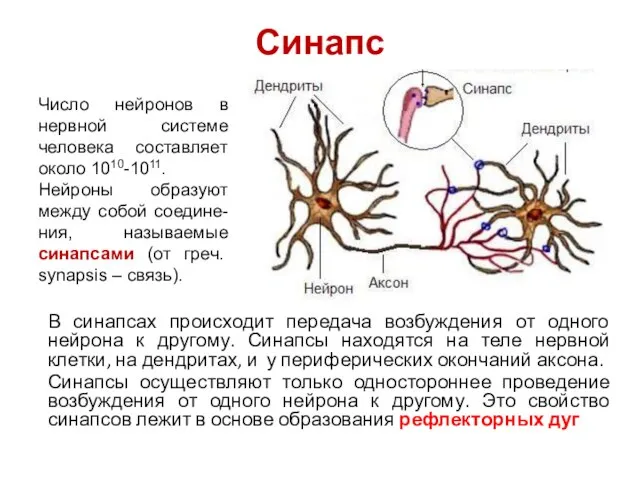 Синапс В синапсах происходит передача возбуждения от одного нейрона к другому.