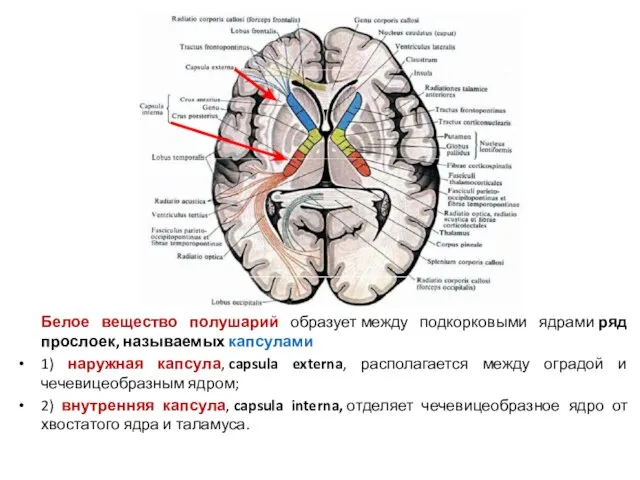Белое вещество полушарий образует между подкорковыми ядрами ряд прослоек, называемых капсулами