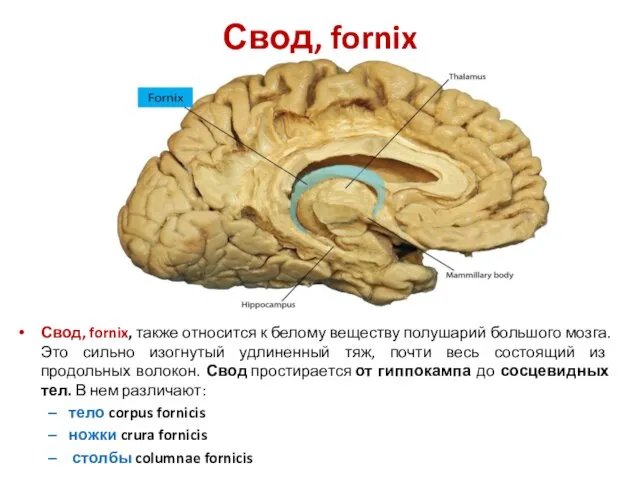 Свод, fornix Свод, fornix, также относится к белому веществу полушарий большого