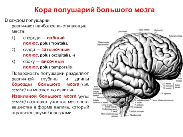 Кора полушарий большого мозга В каждом полушарии различают наиболее выступающие места: