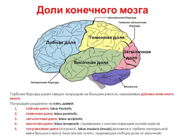 Доли конечного мозга Глубокие борозды делят каждое полушарие на большие участки,