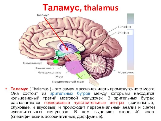 Таламус, thalamus Таламус ( Thalamus ) - это самая массивная часть