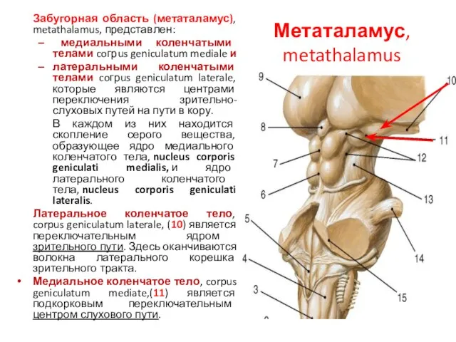 Метаталамус, metathalamus Забугорная область (метаталамус), metathalamus, представлен: медиальными коленчатыми телами coгрus