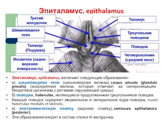 Эпиталамус, epithalamus Эпиталамус, epithalamus, включает следующие образования: а) шишковидное тело (шишковидная