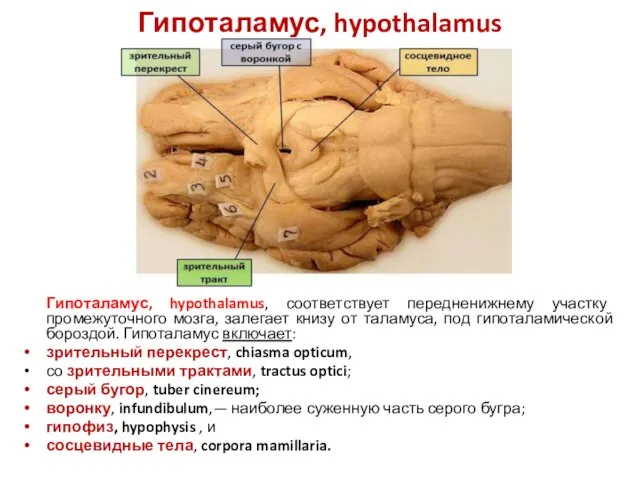 Гипоталамус, hypothalamus Гипоталамус, hypothalamus, соответствует передненижнему участку промежуточного мозга, залегает книзу