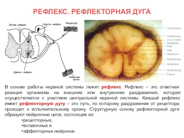 РЕФЛЕКС. РЕФЛЕКТОРНАЯ ДУГА В основе работы нервной системы лежит рефлекс. Рефлекс