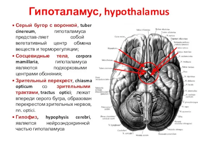 Гипоталамус, hypothalamus Серый бугор с воронкой, tuber cinereum, гипоталамуса представ-ляет собой