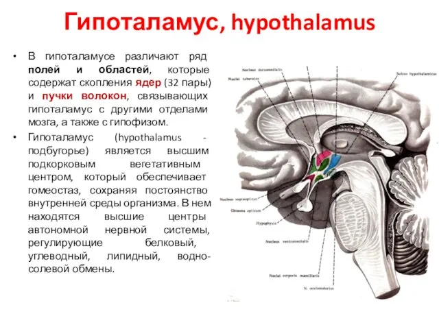 Гипоталамус, hypothalamus В гипоталамусе различают ряд полей и областей, которые содержат