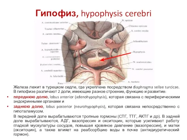Гипофиз, hypophysis cerebri Железа лежит в турецком седле, где укреплена посредством